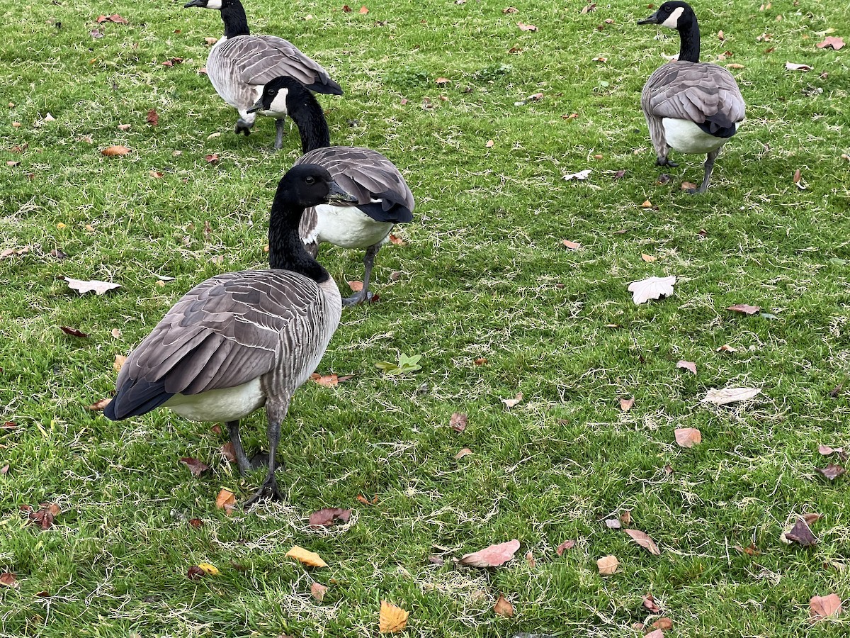 カナダガン - ML645031184