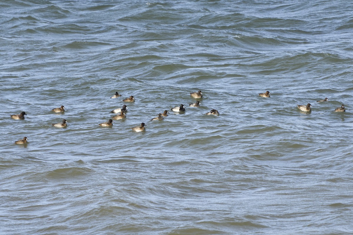 Northern Pintail - ML645031193