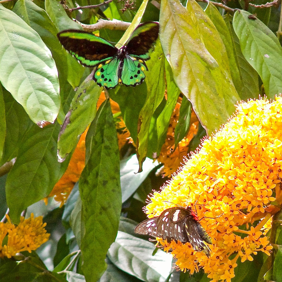 Animals - ML645031195