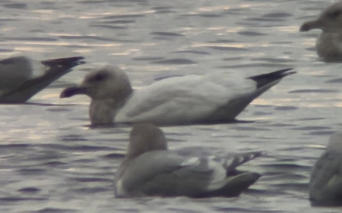 カモメ属 - ML645031198