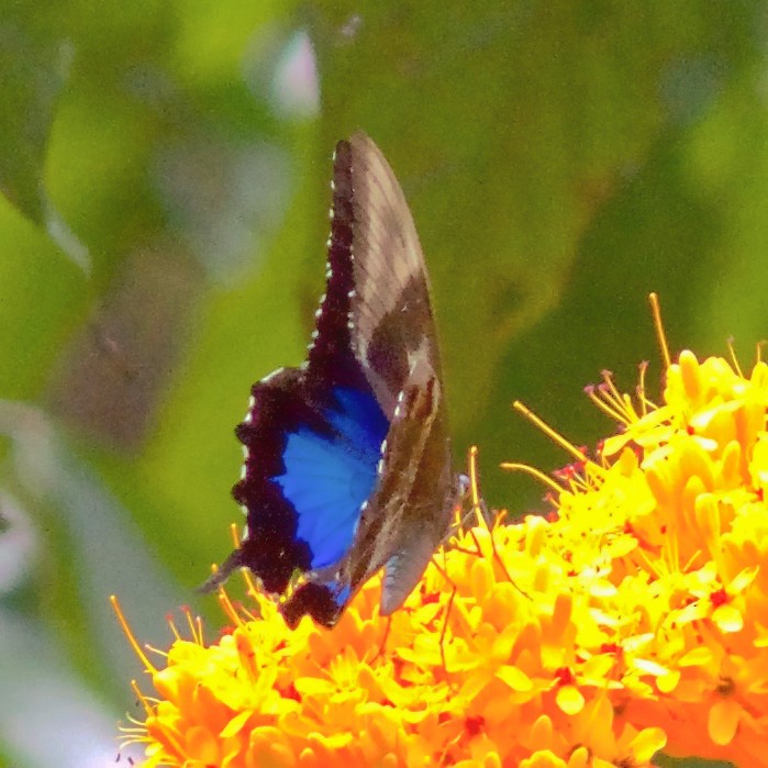 Animals - ML645031210