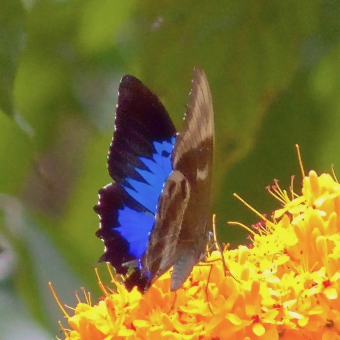 Animals - ML645031211