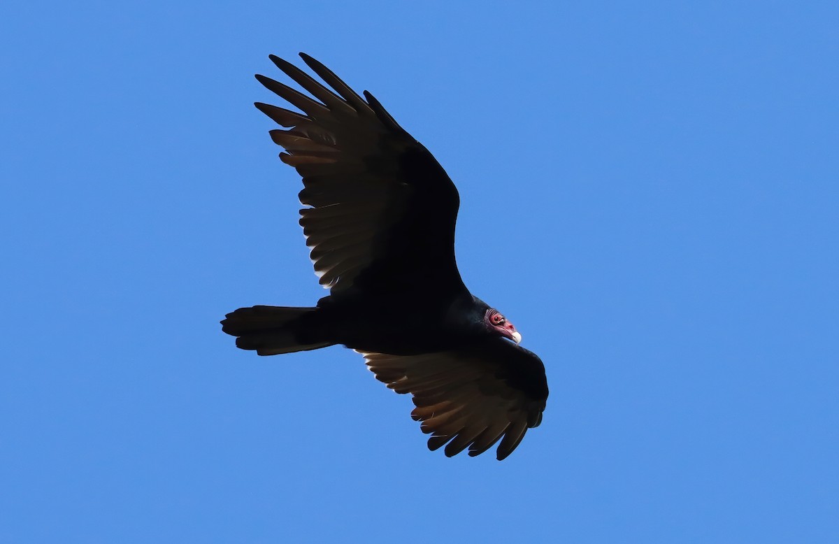 Turkey Vulture - ML645031212