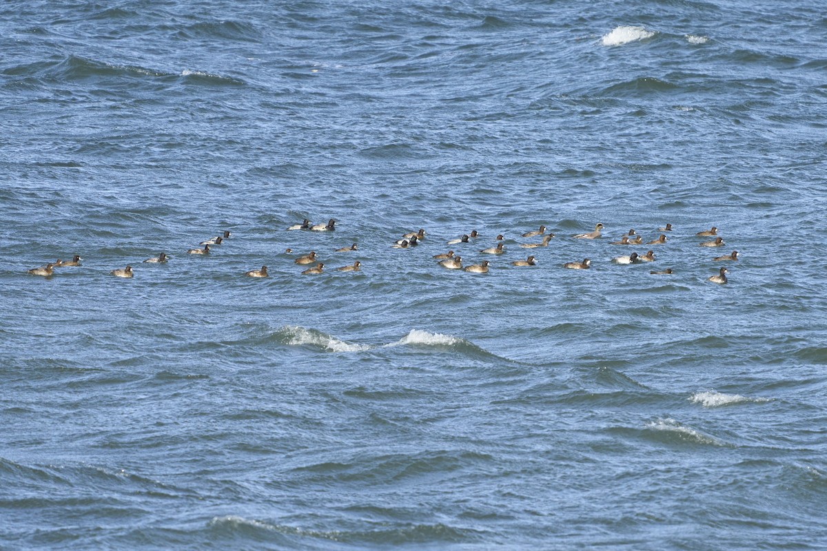 Lesser Scaup - ML645031221