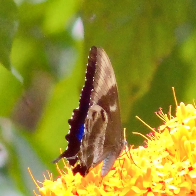 Animals - ML645031233