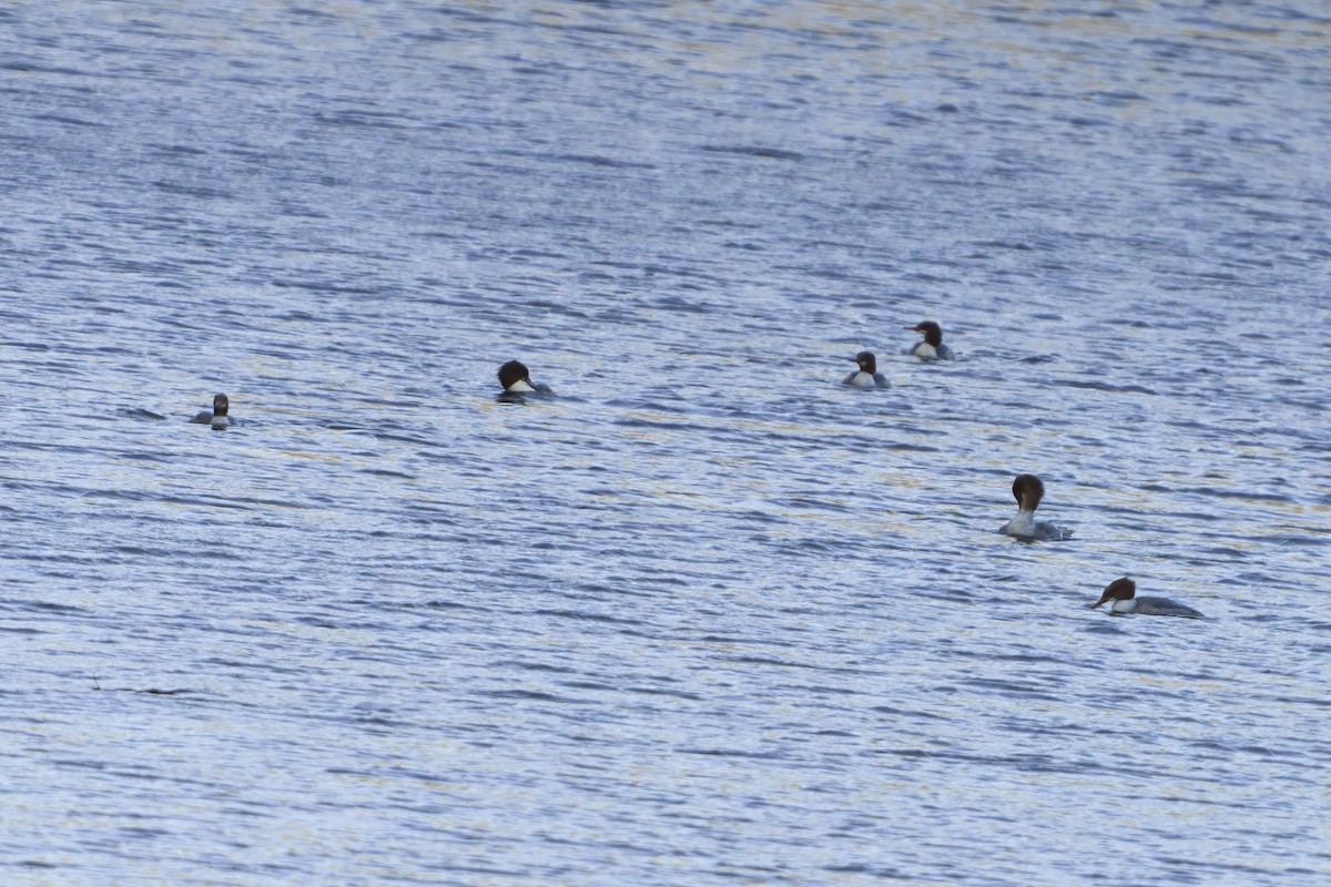 Common Merganser - ML645031234