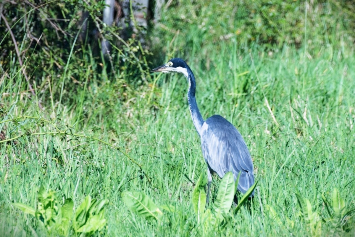 Héron mélanocéphale - ML645031235