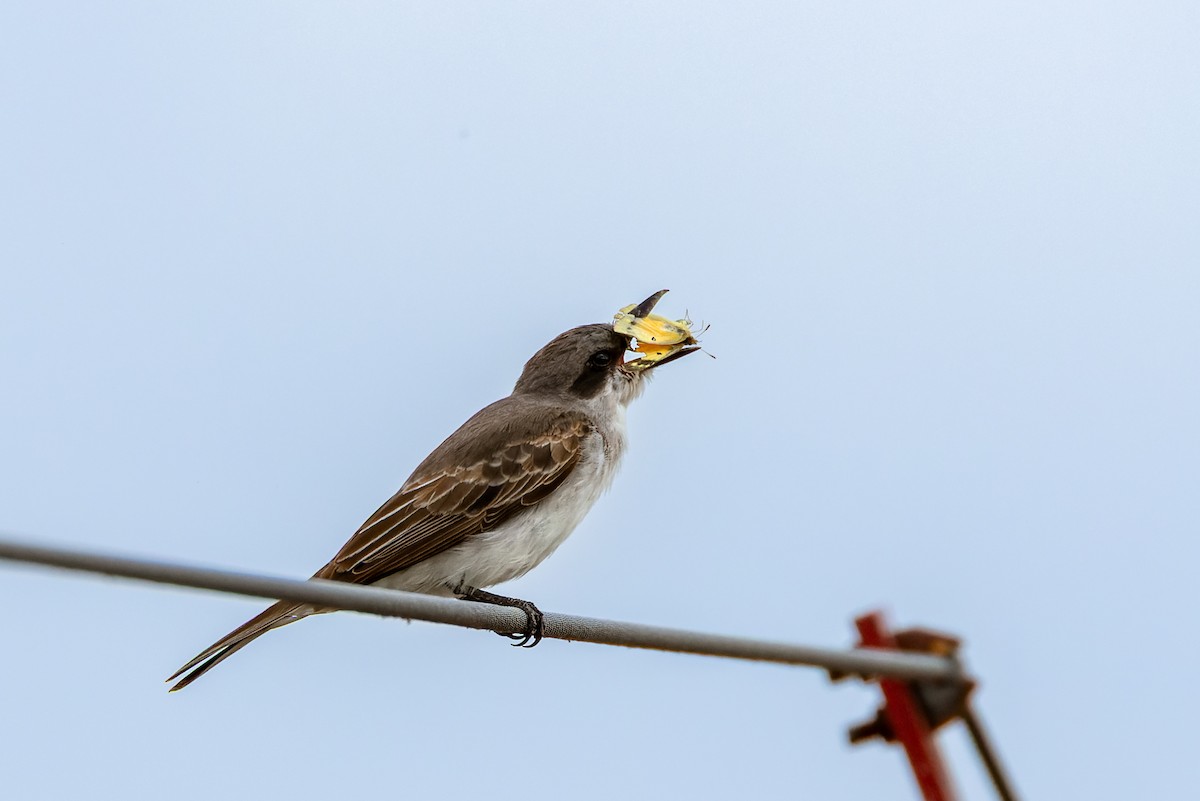 Gray Kingbird - ML645031236