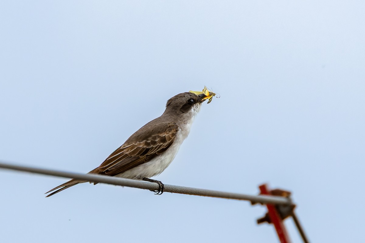 Gray Kingbird - ML645031237