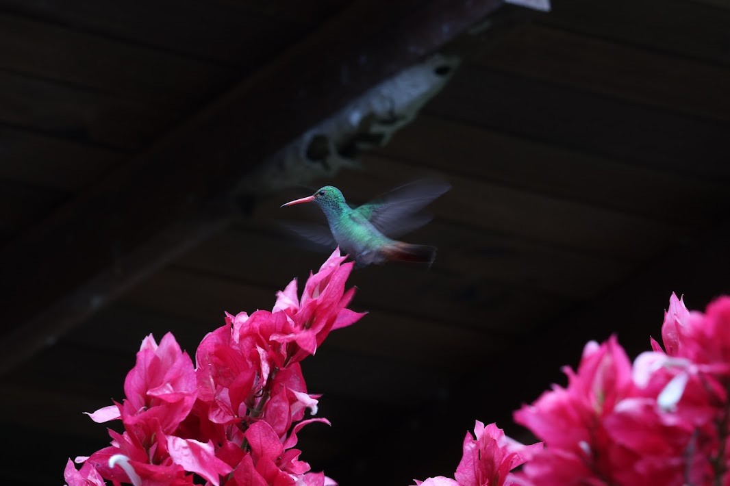 Rufous-tailed Hummingbird - ML645031238