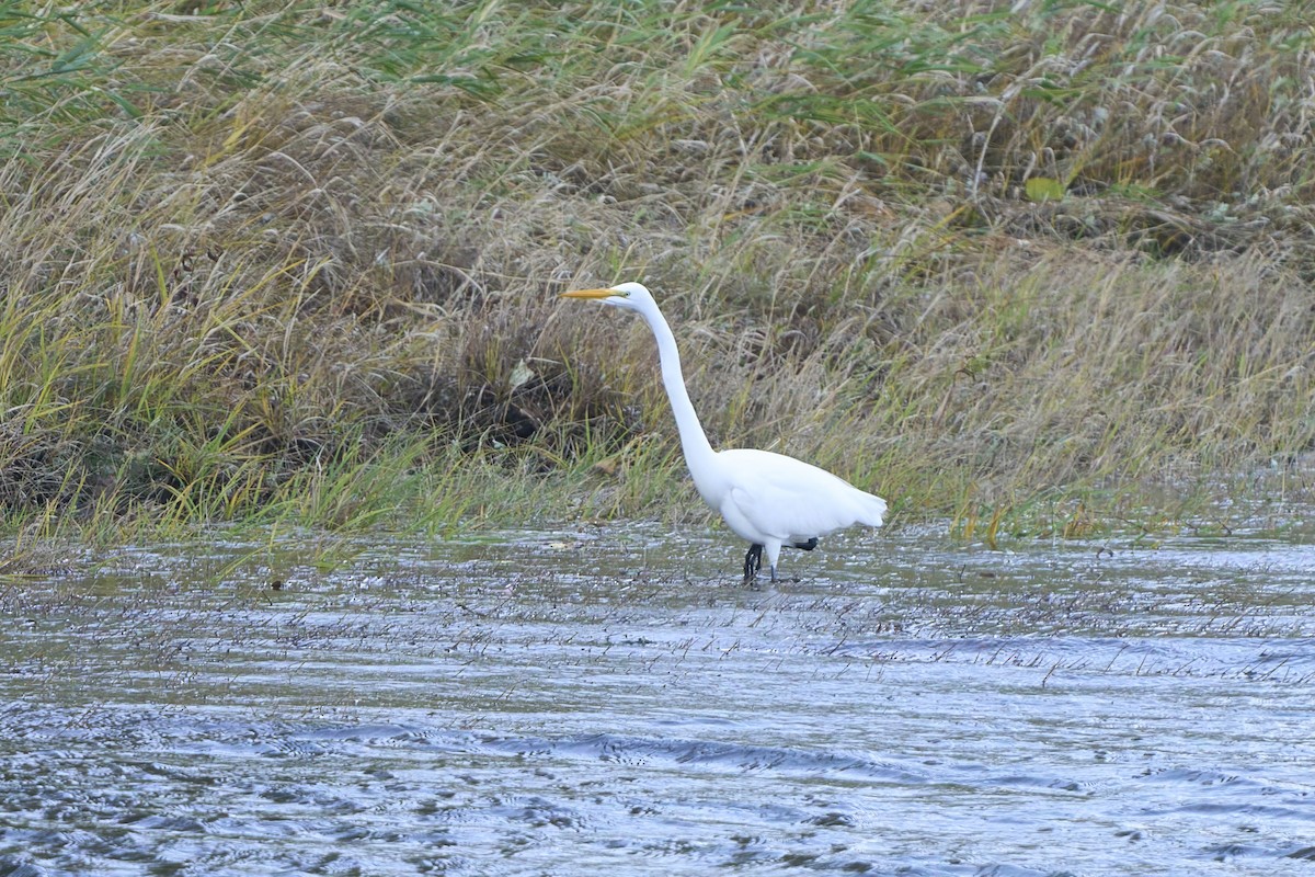 Great Egret - ML645031240