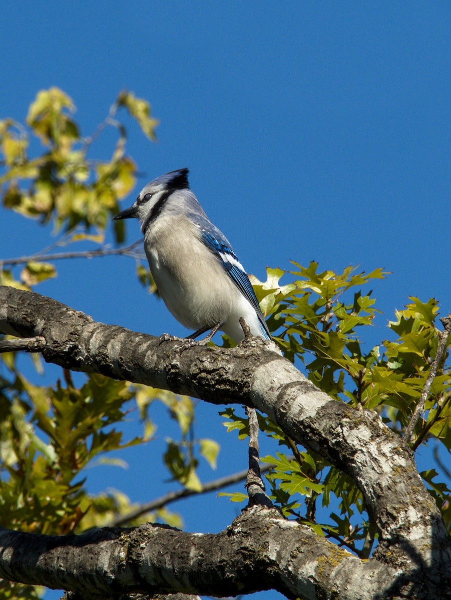 Geai bleu - ML645031241