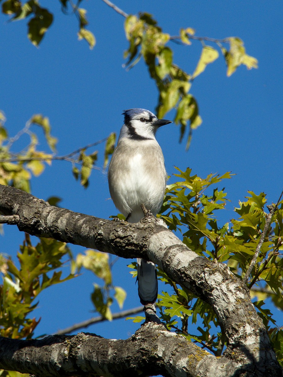 Geai bleu - ML645031242