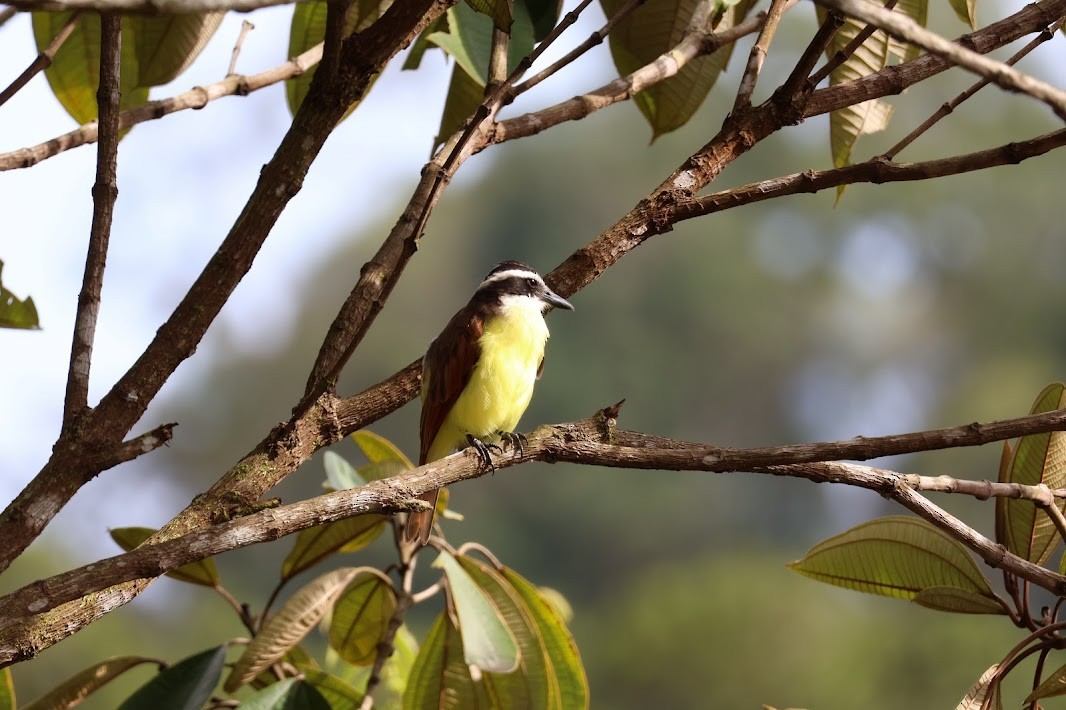 Great Kiskadee - ML645031243