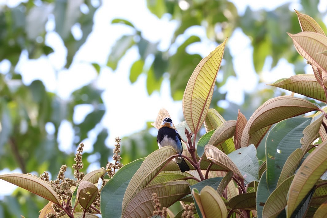 Золотистоголовая танагра - ML645031244