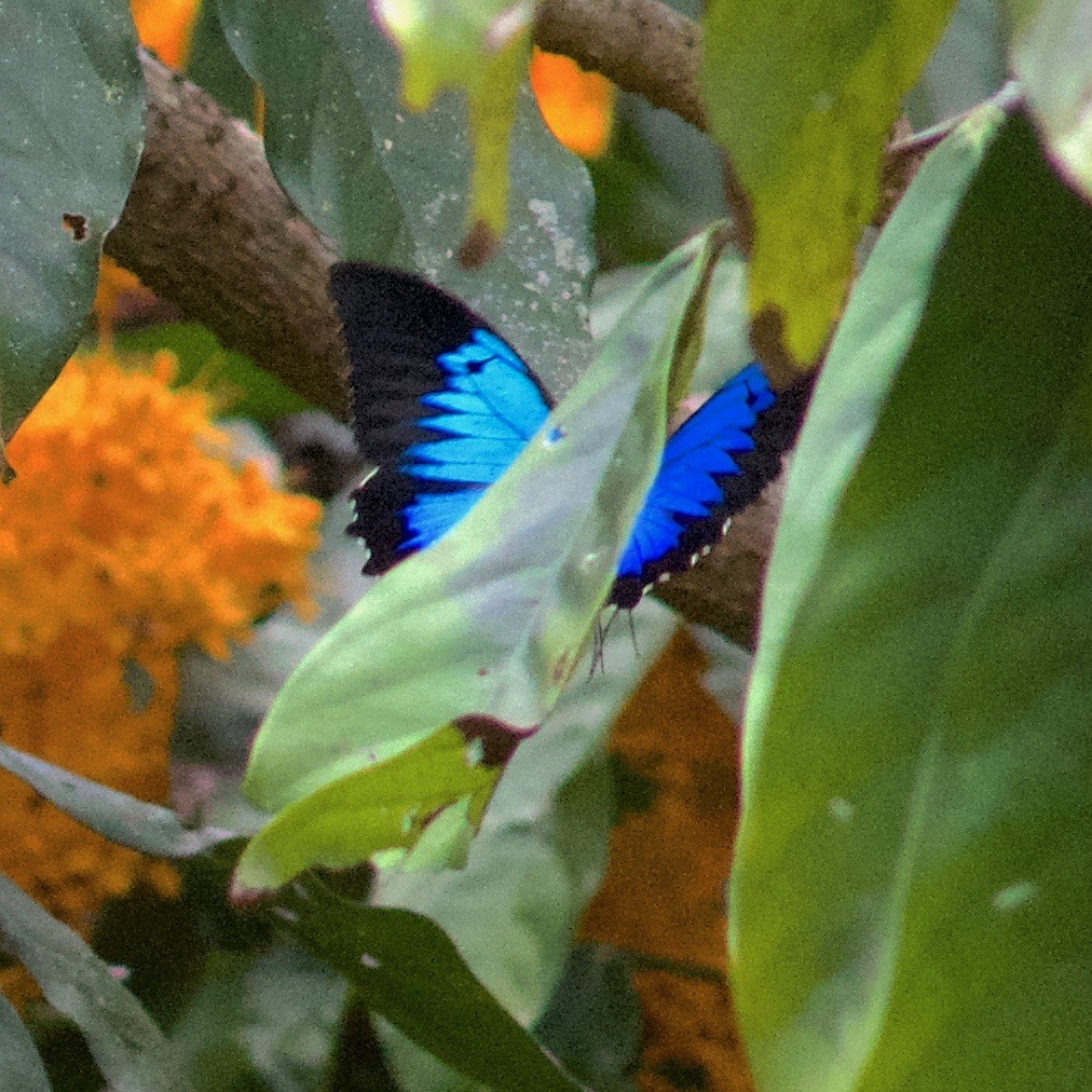 Animals - ML645031247