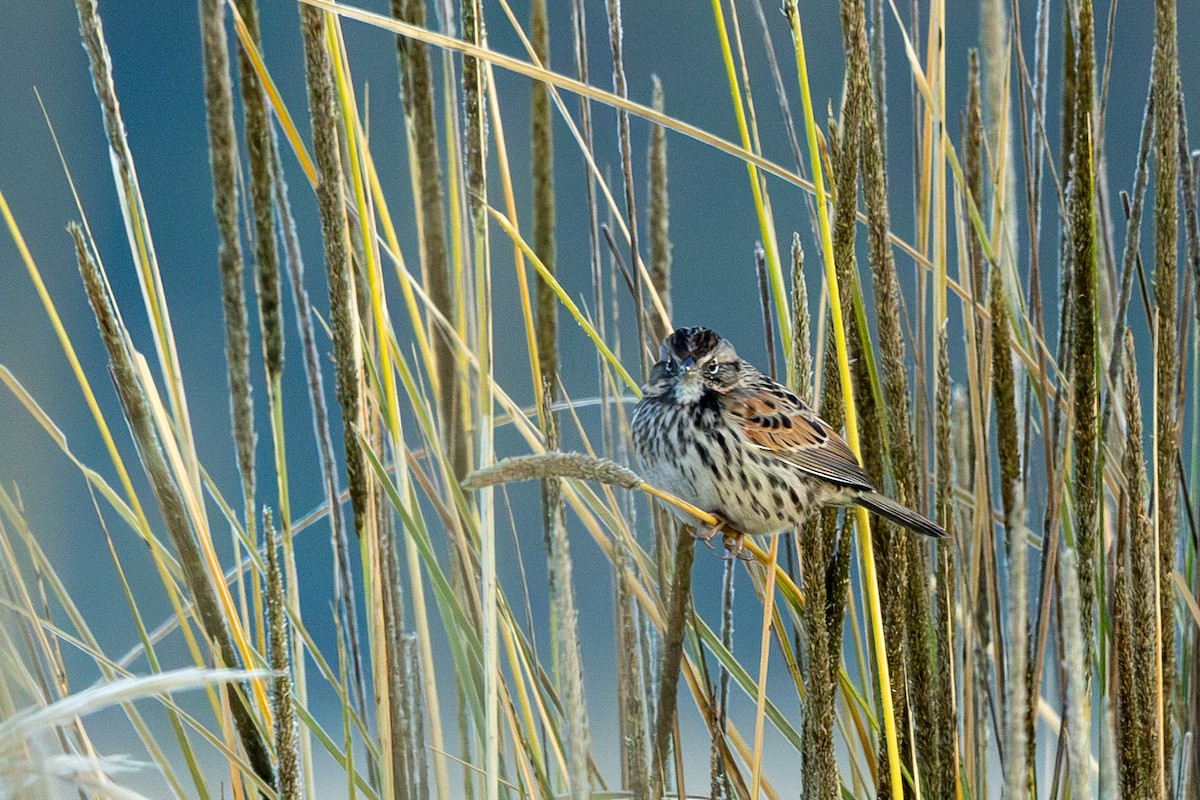 Sierra Madre Sparrow - ML645031268