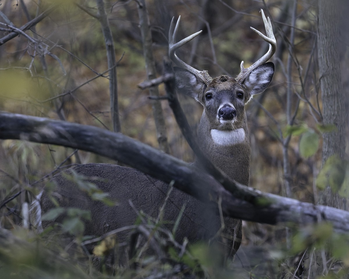 オジロジカ - ML645031282