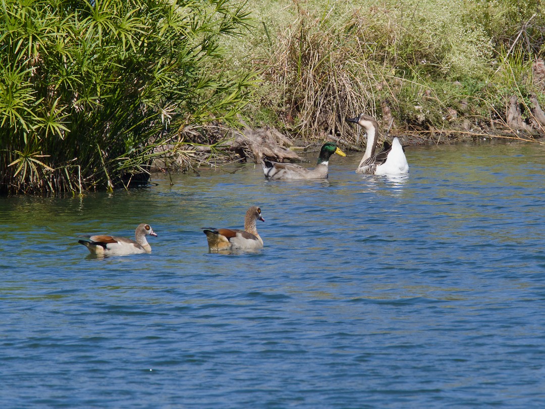 husa labutí (domestikovaná) - ML645031284