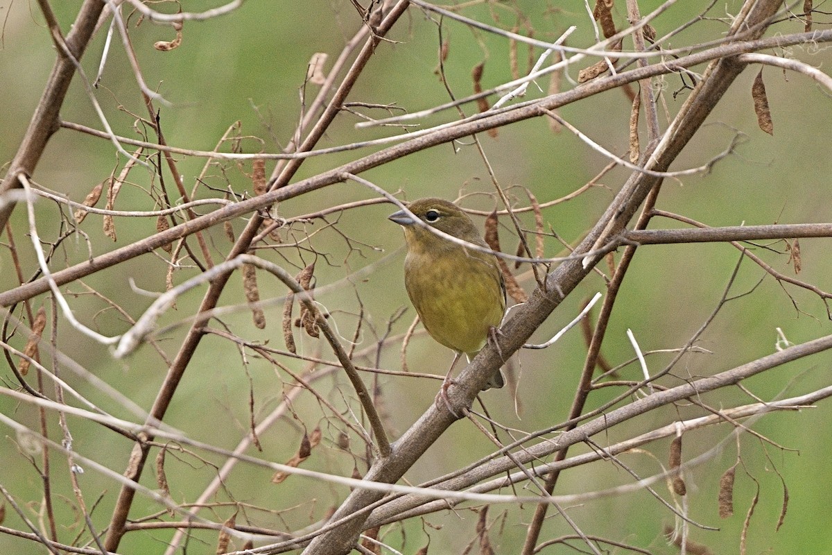 Yellow Bunting - ML645031297
