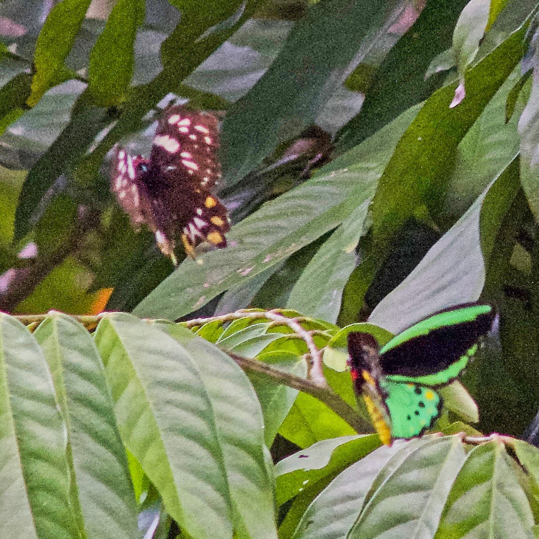 Animals - ML645031298