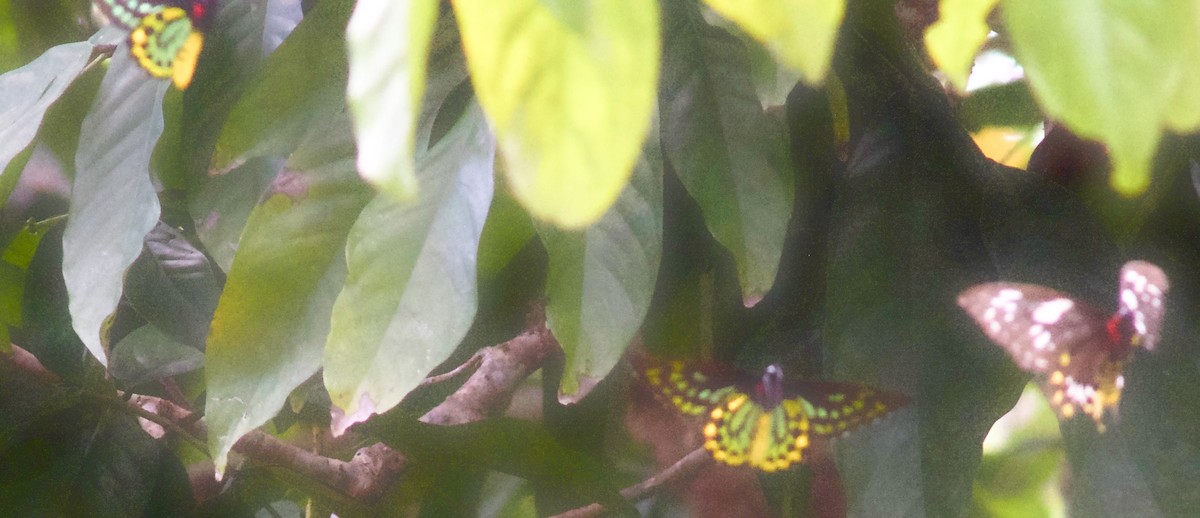 Animals - ML645031299