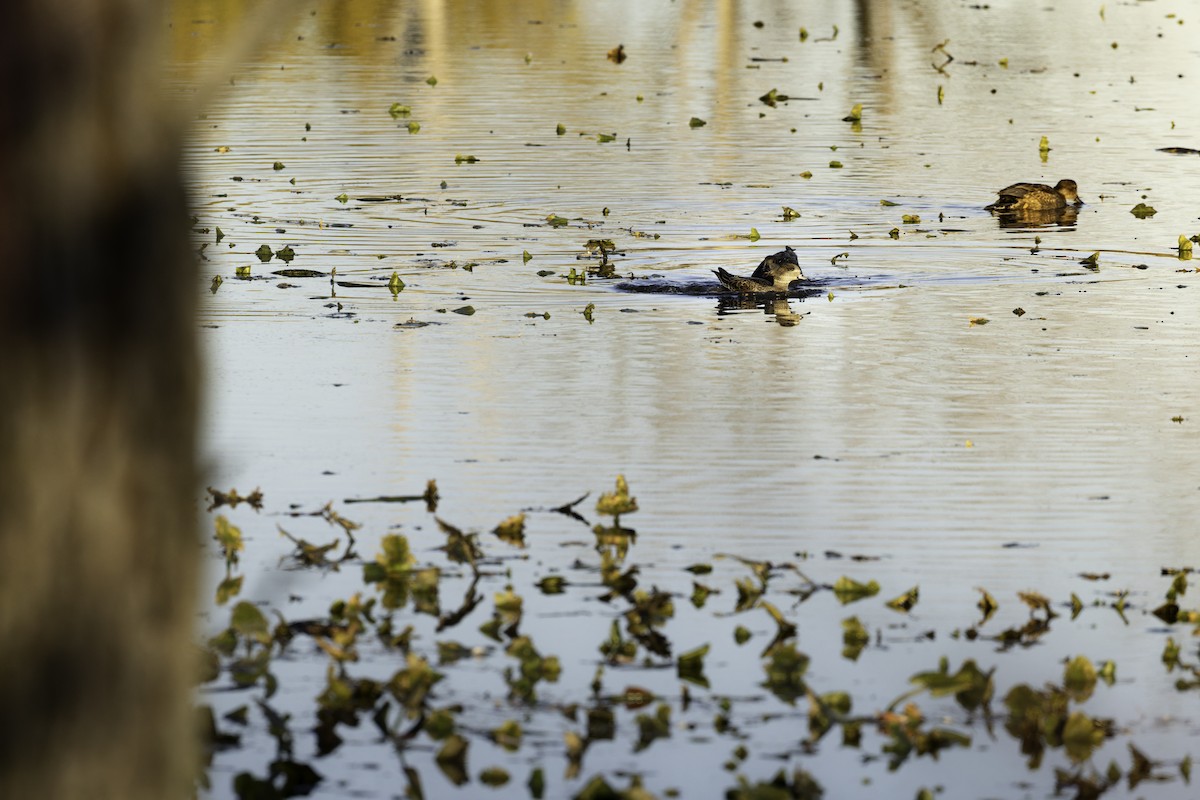 アメリカヒドリ - ML645031314