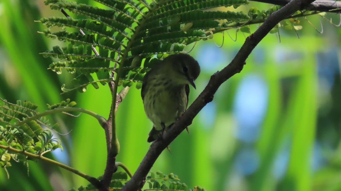 Cape May Warbler - ML645031333
