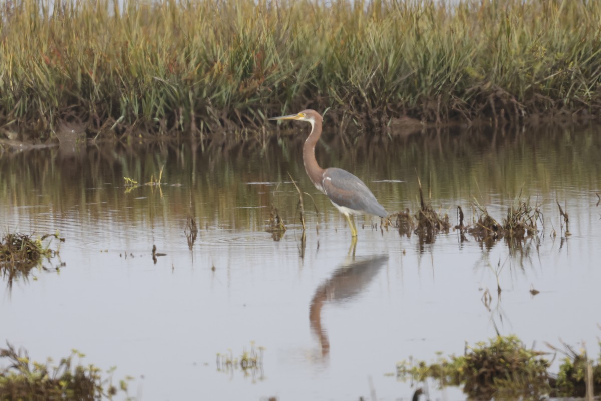 Dreifarbenreiher - ML645031340