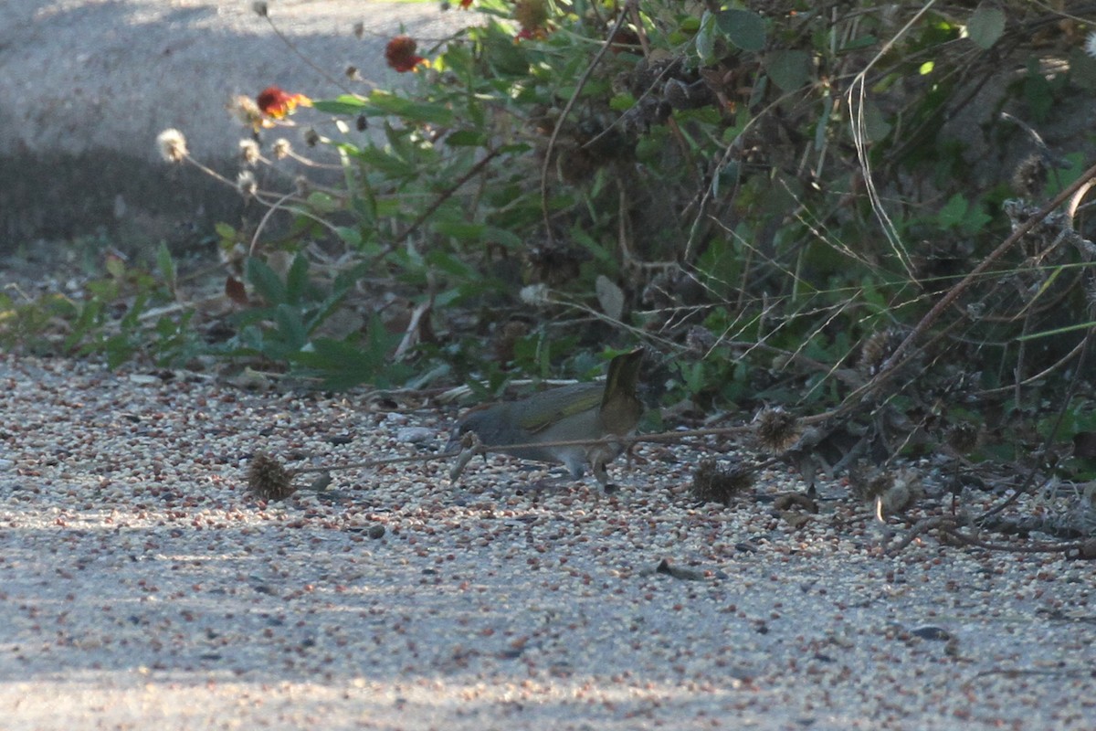 Green-tailed Towhee - ML645031369