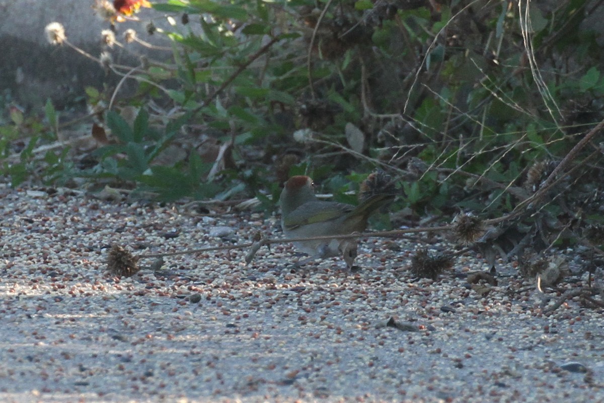 Green-tailed Towhee - ML645031370