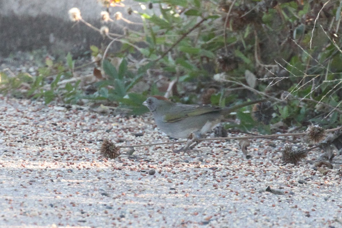 Green-tailed Towhee - ML645031371