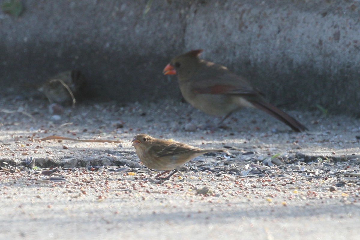 Indigo Bunting - ML645031374
