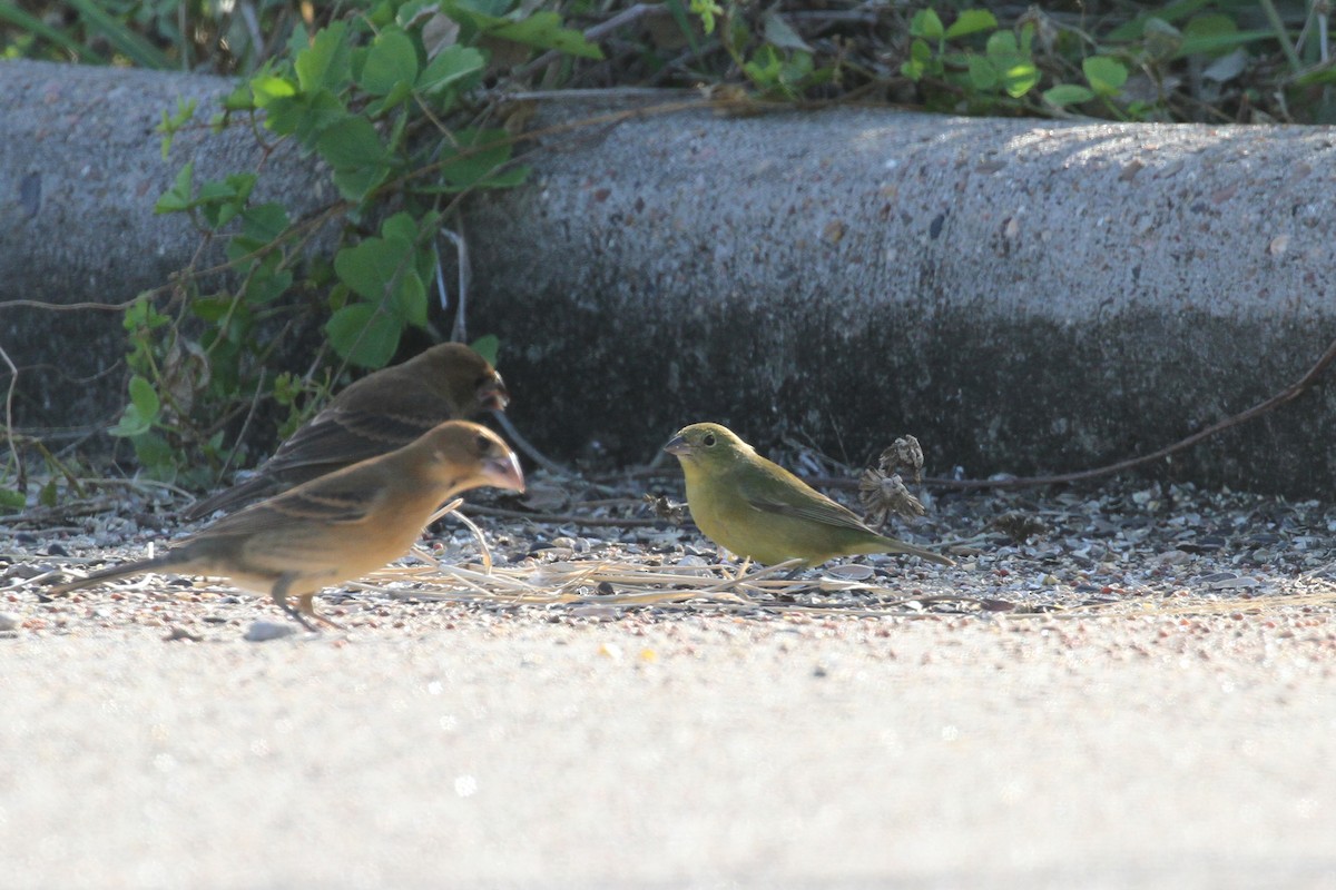 Painted Bunting - ML645031376