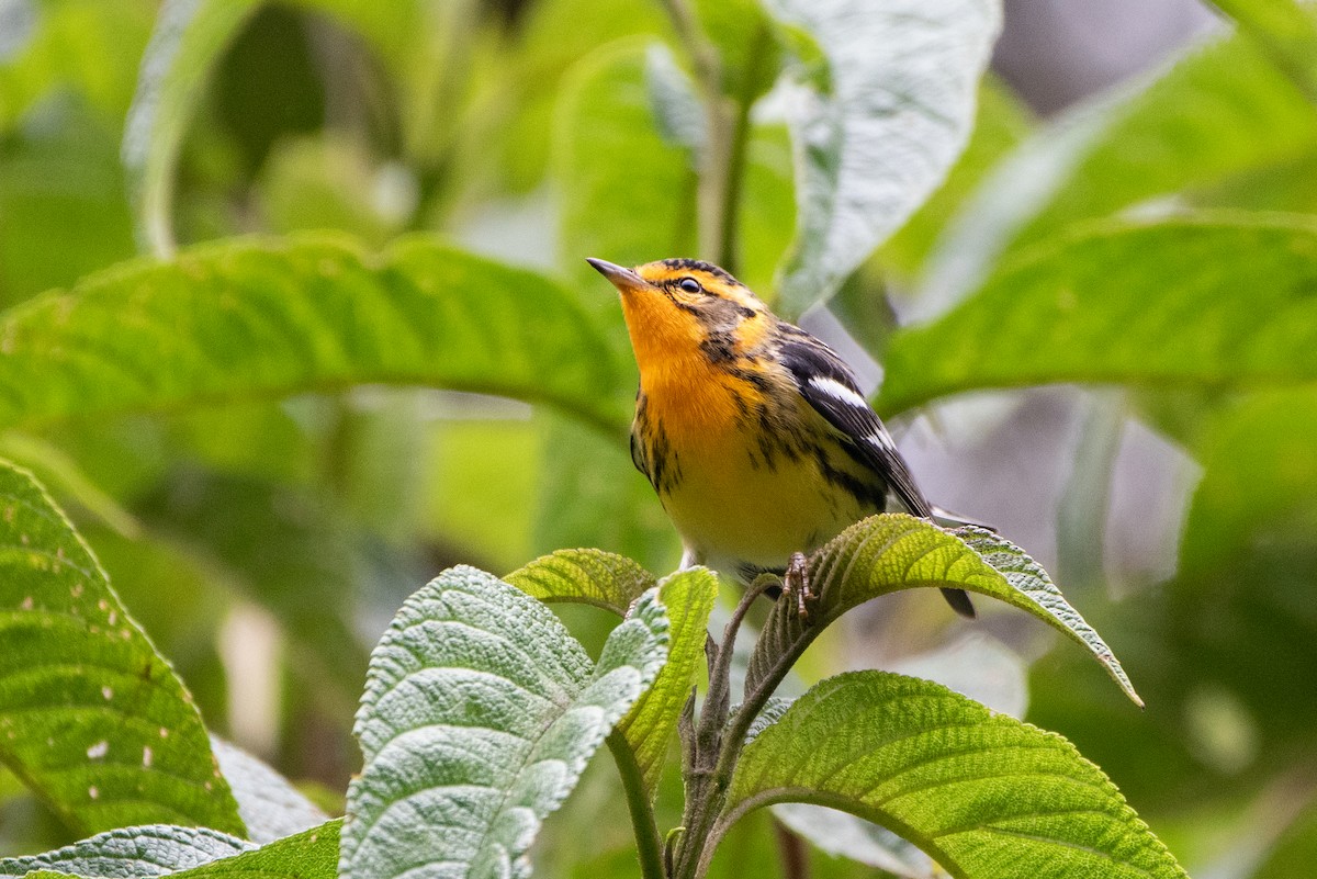 hemlokkparula - ML645031382