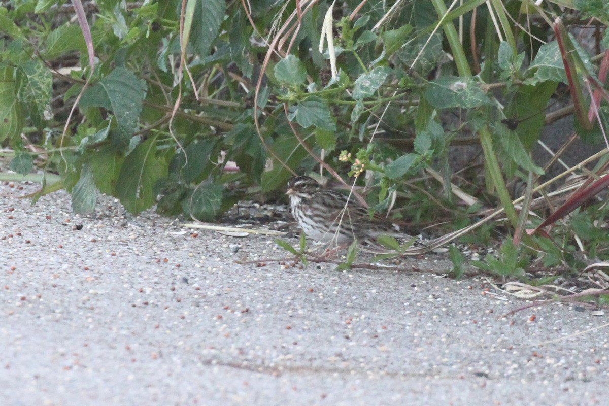 Savannah Serçesi - ML645031386