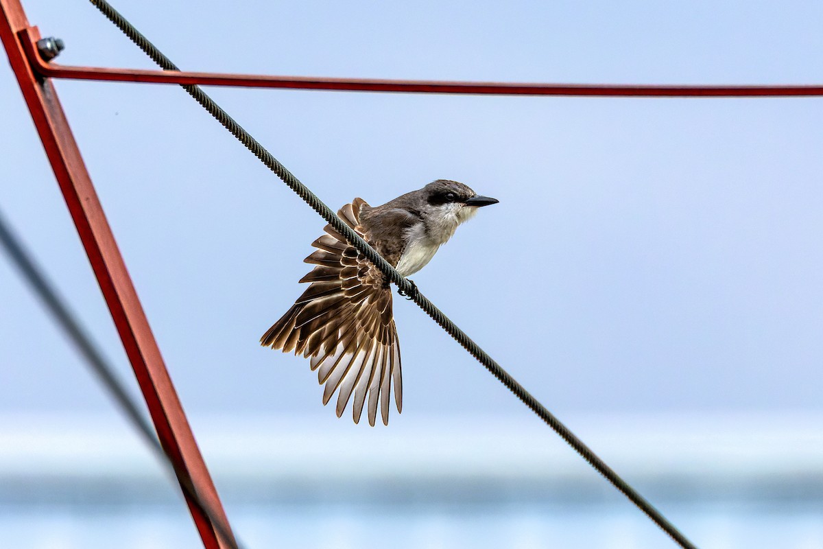 Gray Kingbird - ML645031387