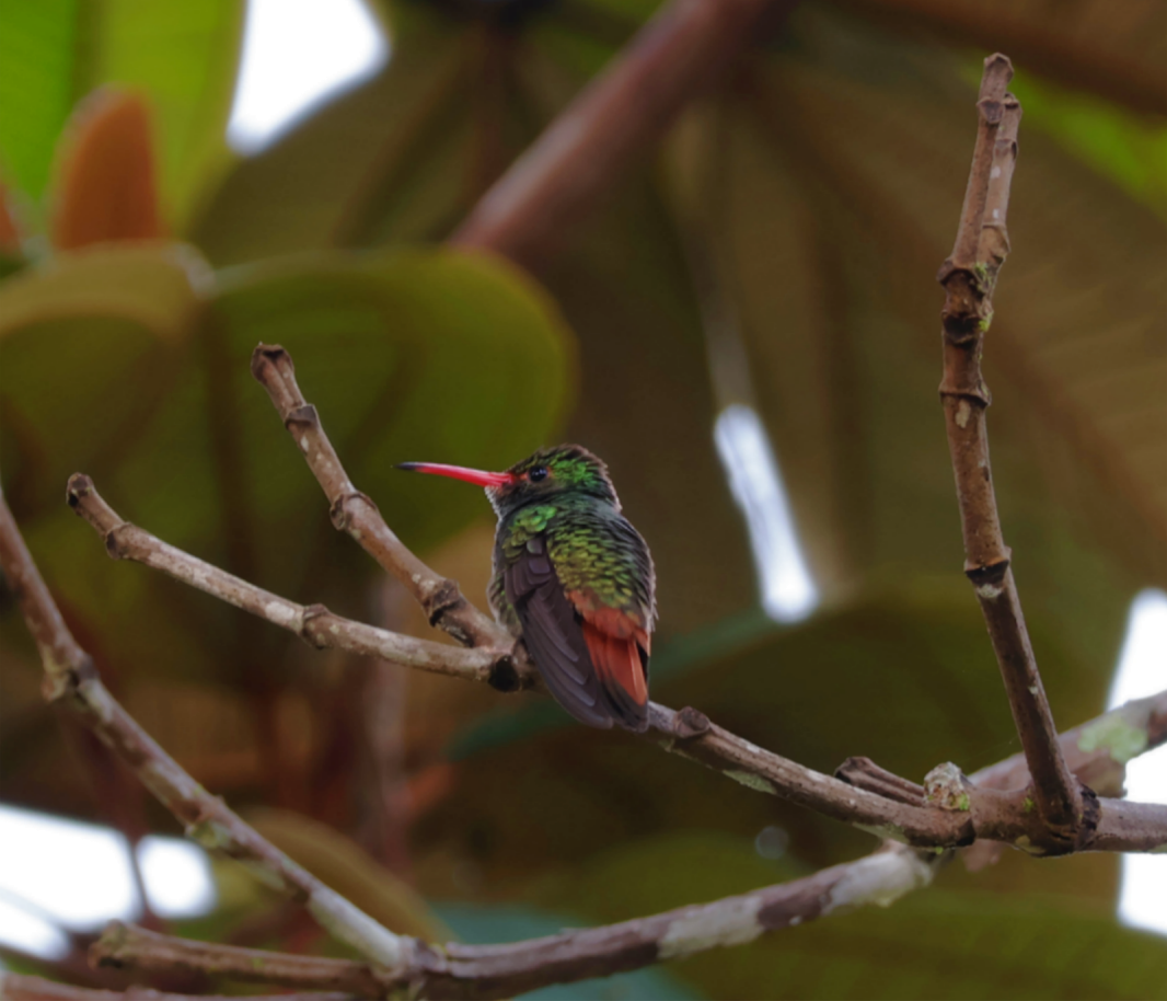 Rufous-tailed Hummingbird - ML645031390
