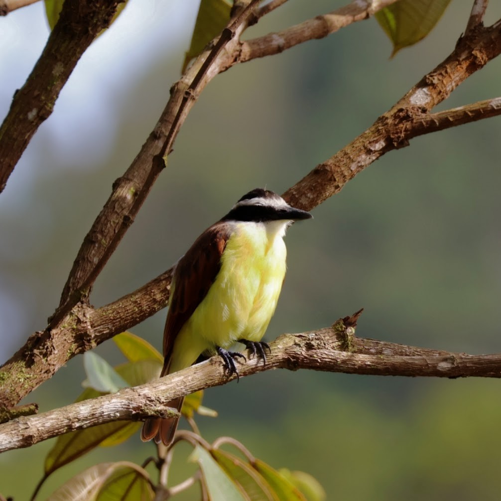 Great Kiskadee - ML645031393