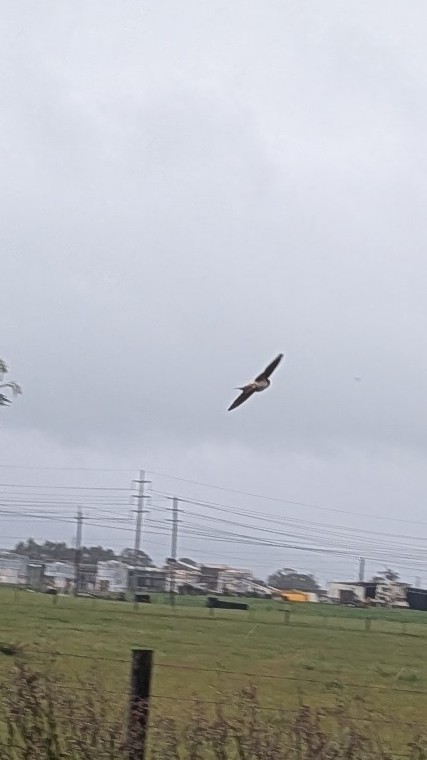 Fairy Martin - ML645031396