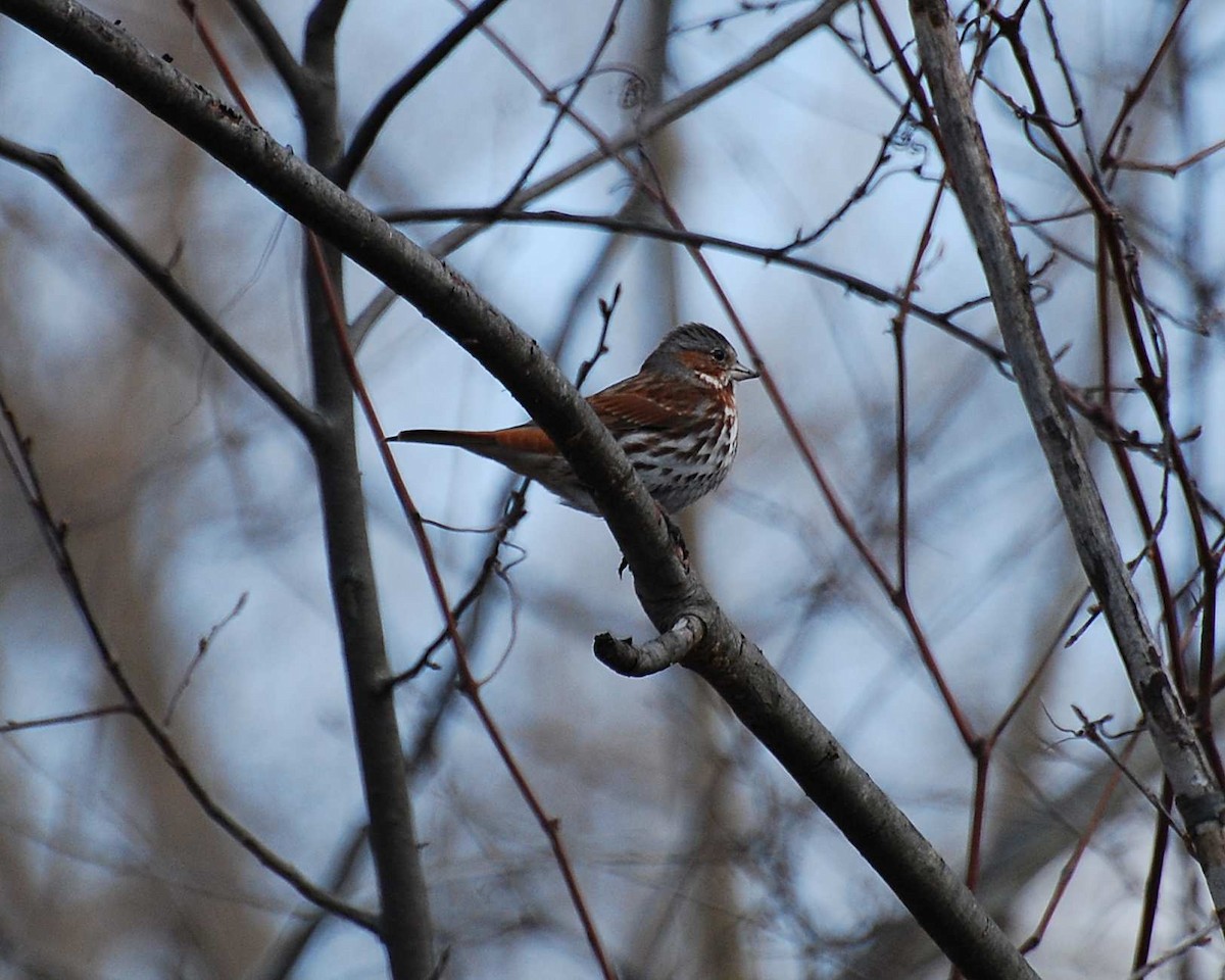 Fox Sparrow (Red) - ML645031419