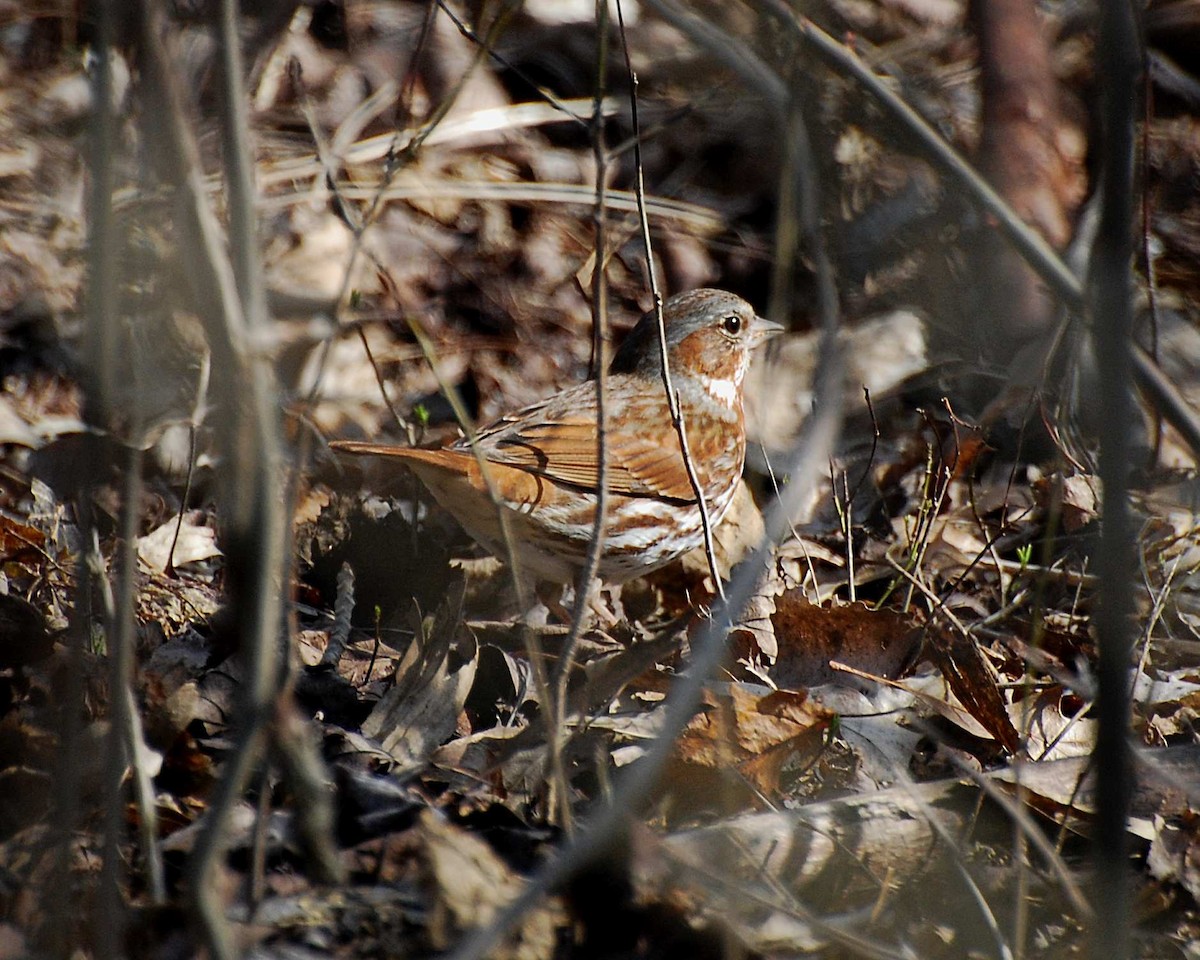 Fox Sparrow (Red) - ML645031420