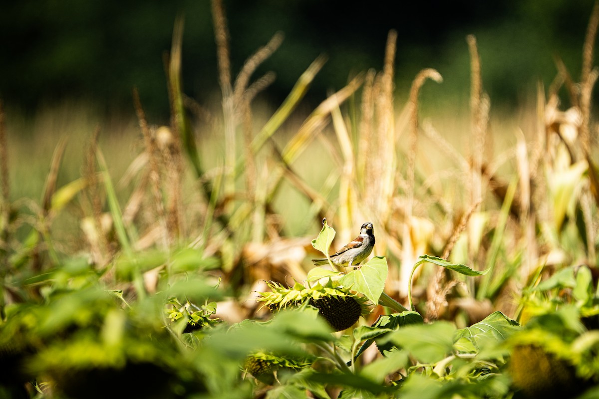 House Sparrow - ML645031421