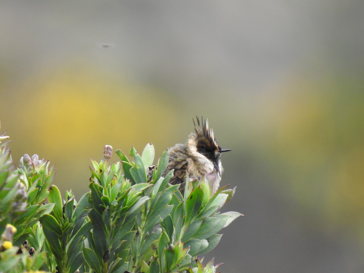 Buffy Helmetcrest - ML645031427