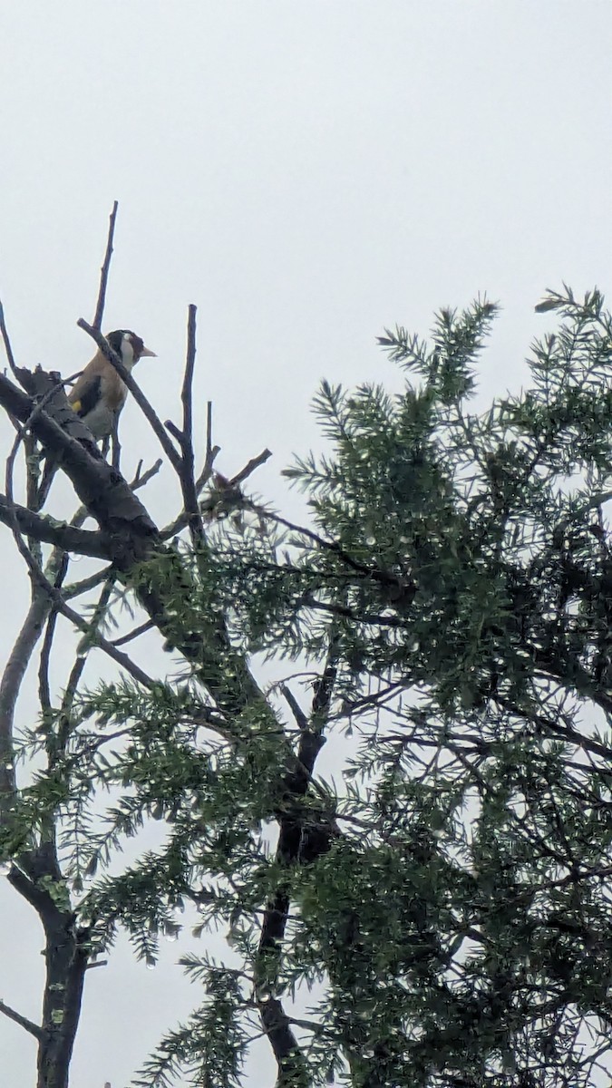 European Goldfinch - ML645031428