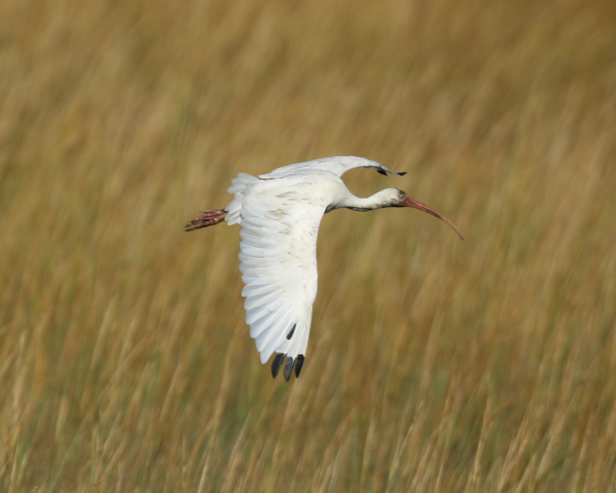 White Ibis - ML645031429