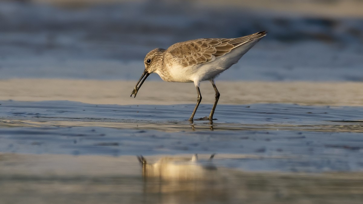 Хадуур элсэг - ML645031432