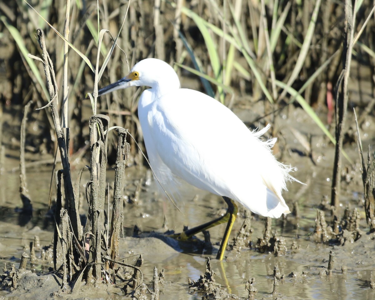 Snowy Egret - ML645031461