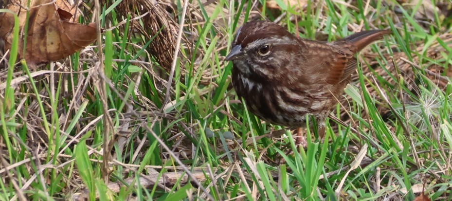 Song Sparrow - ML645031463