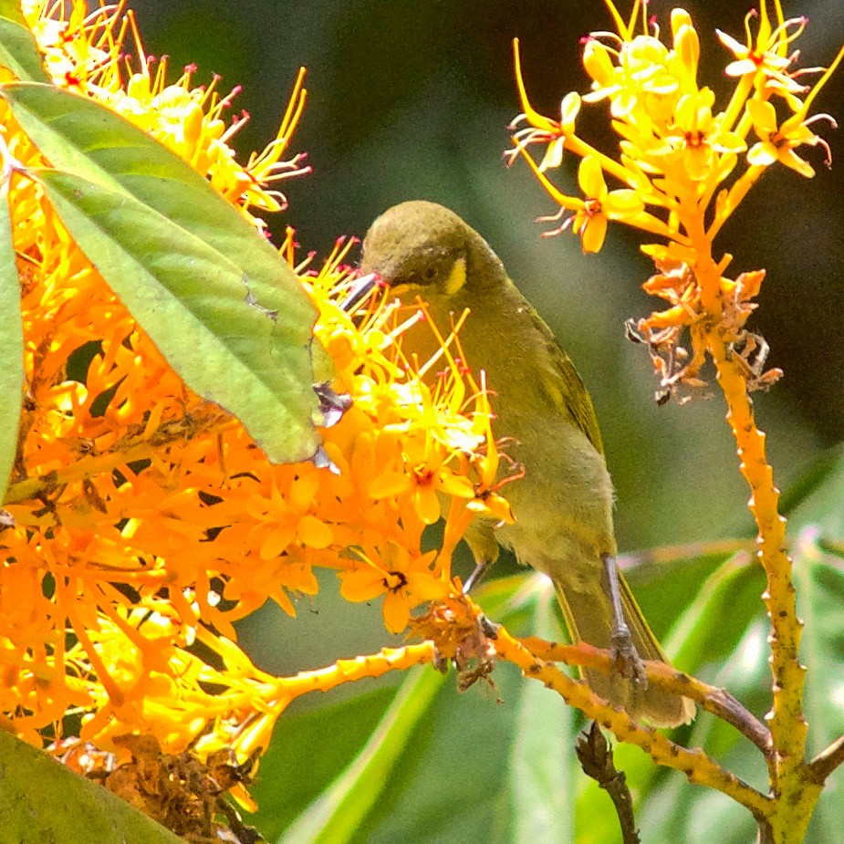 Yellow-spotted Honeyeater - ML645031464